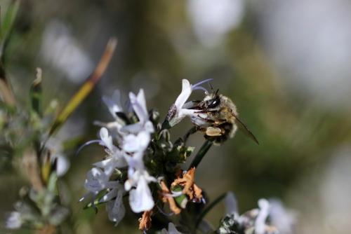 Anthophora sp.